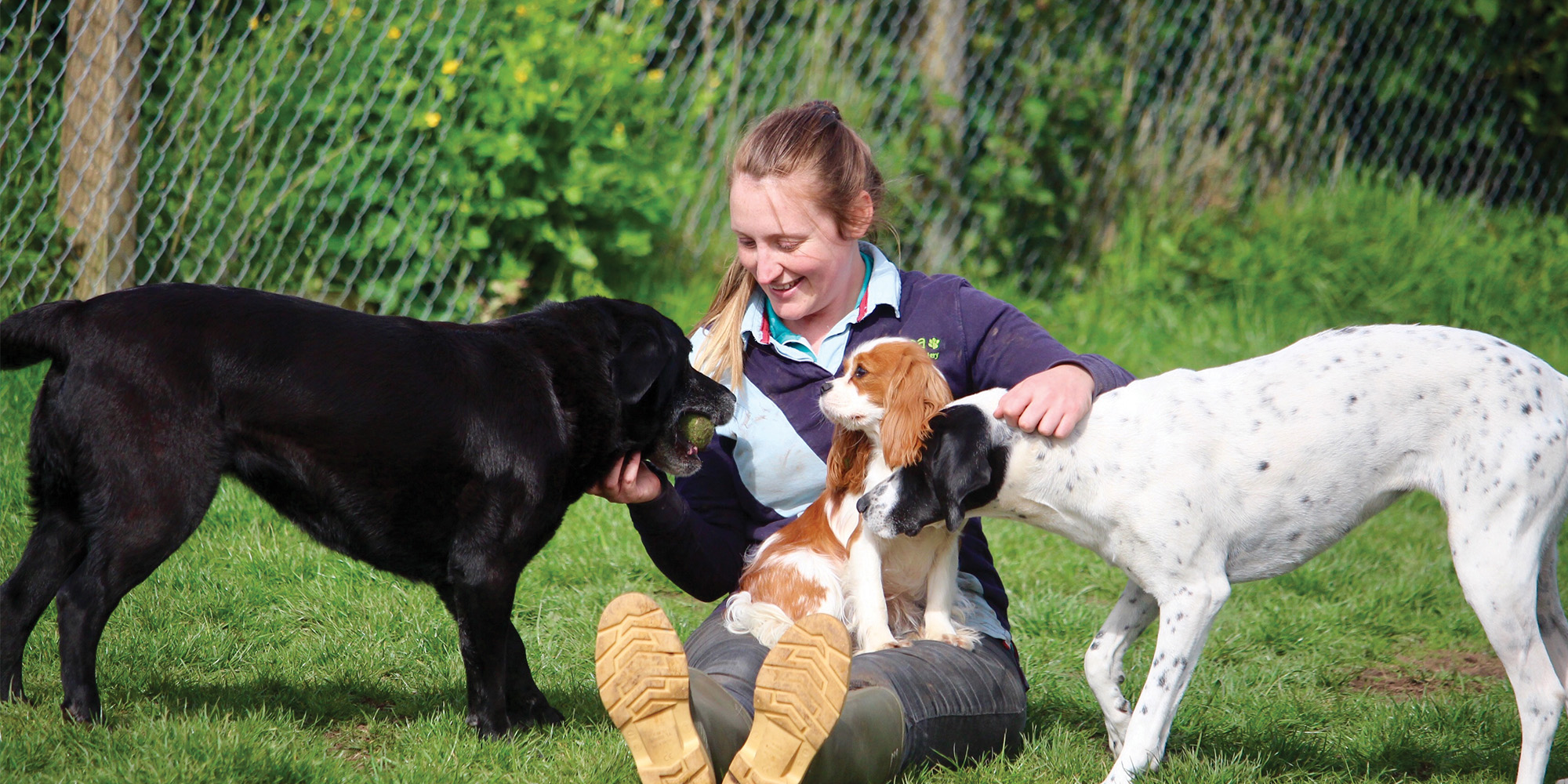 Happy hounds' holidays at Creusa Kennels Cornwall Living