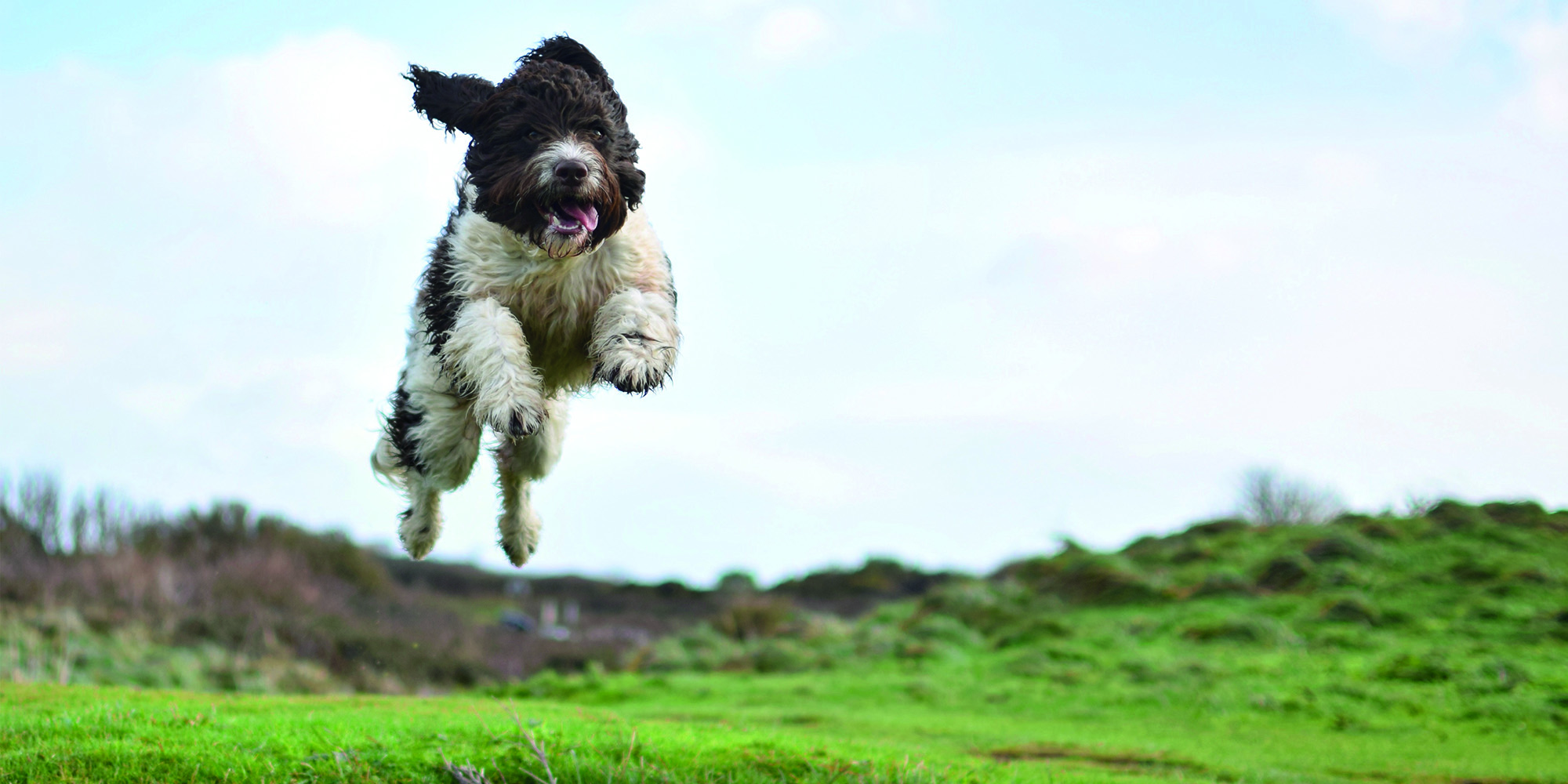 5-of-the-best-dog-friendly-gardens-dogs-love-cornwall-living