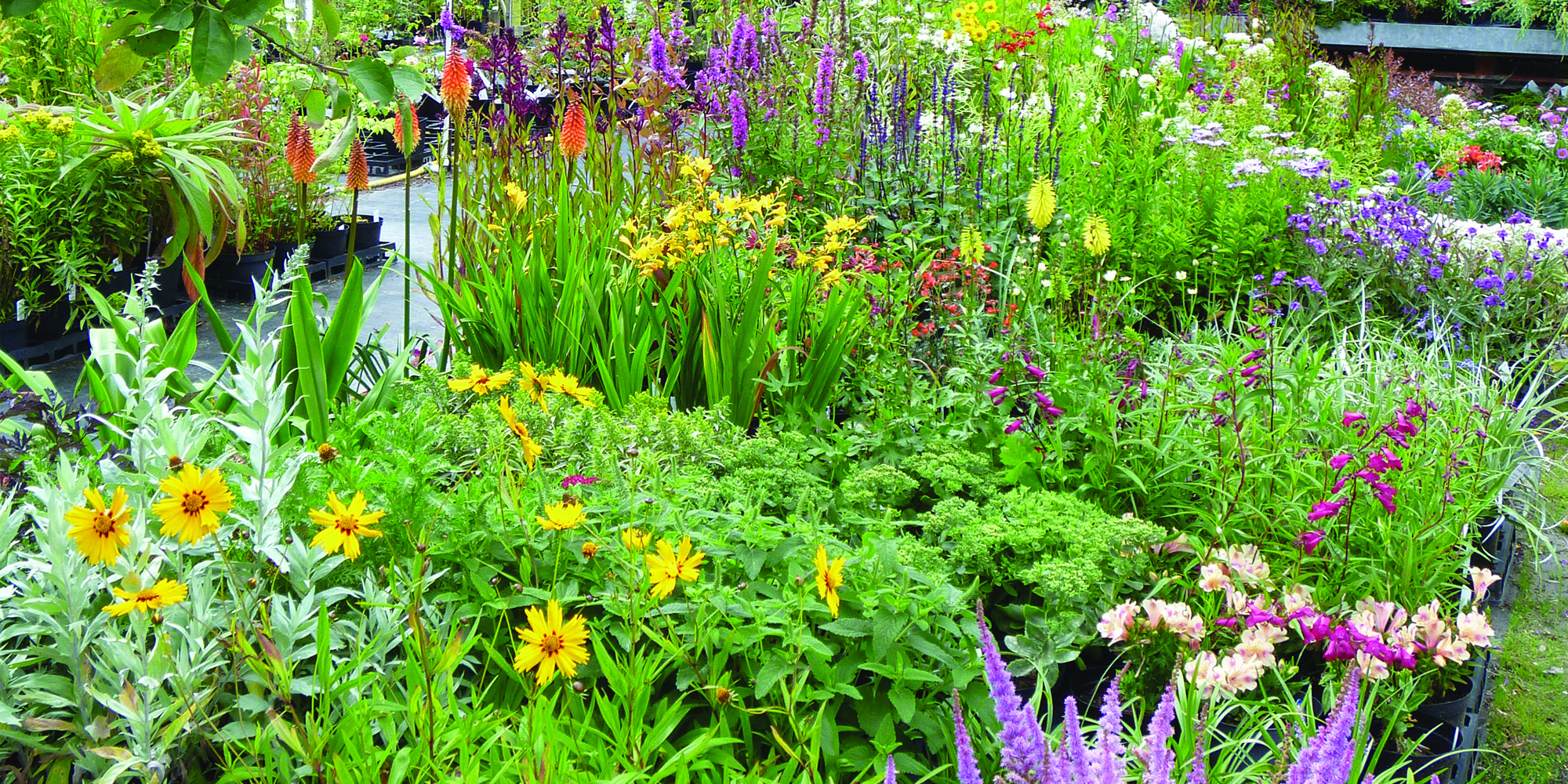 Coming into bloom at Bodmin Nursery Cornwall Living