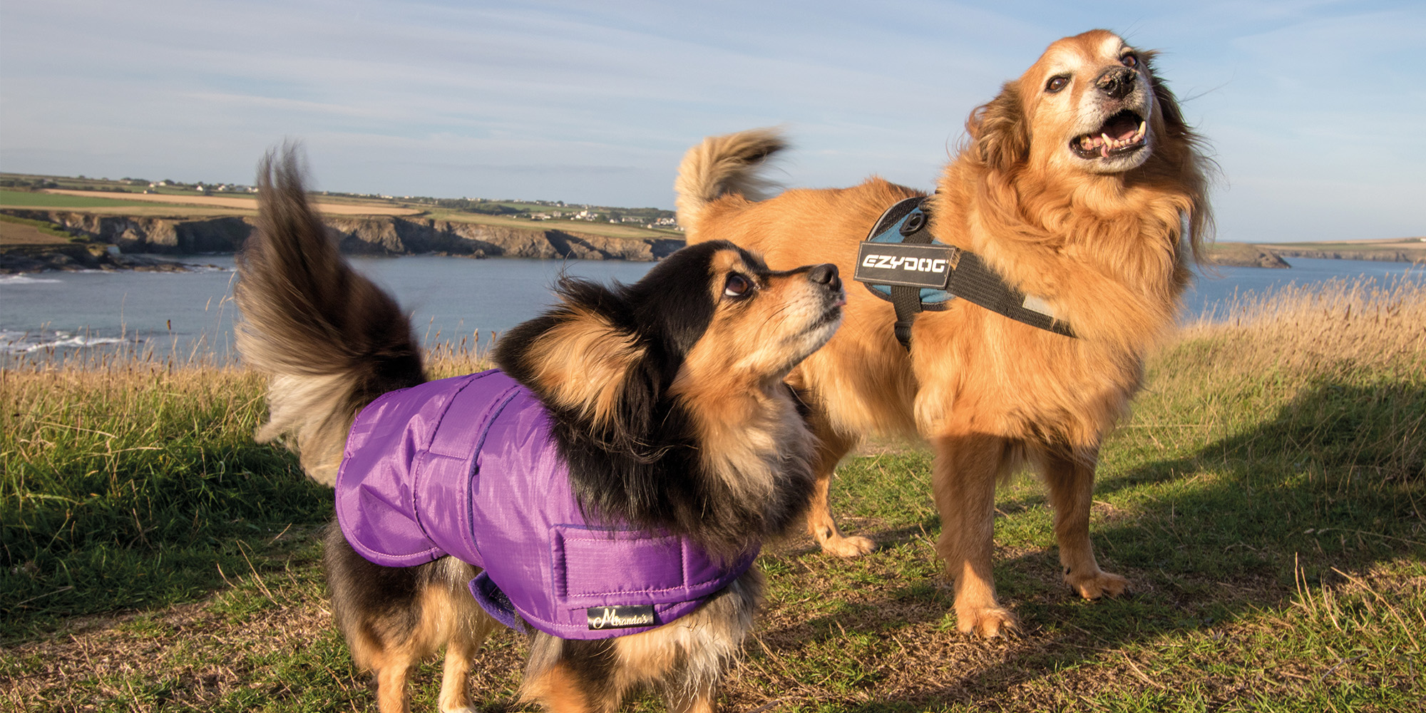 Slick As A Whistle At Slickers Doghouse Cornwall Living