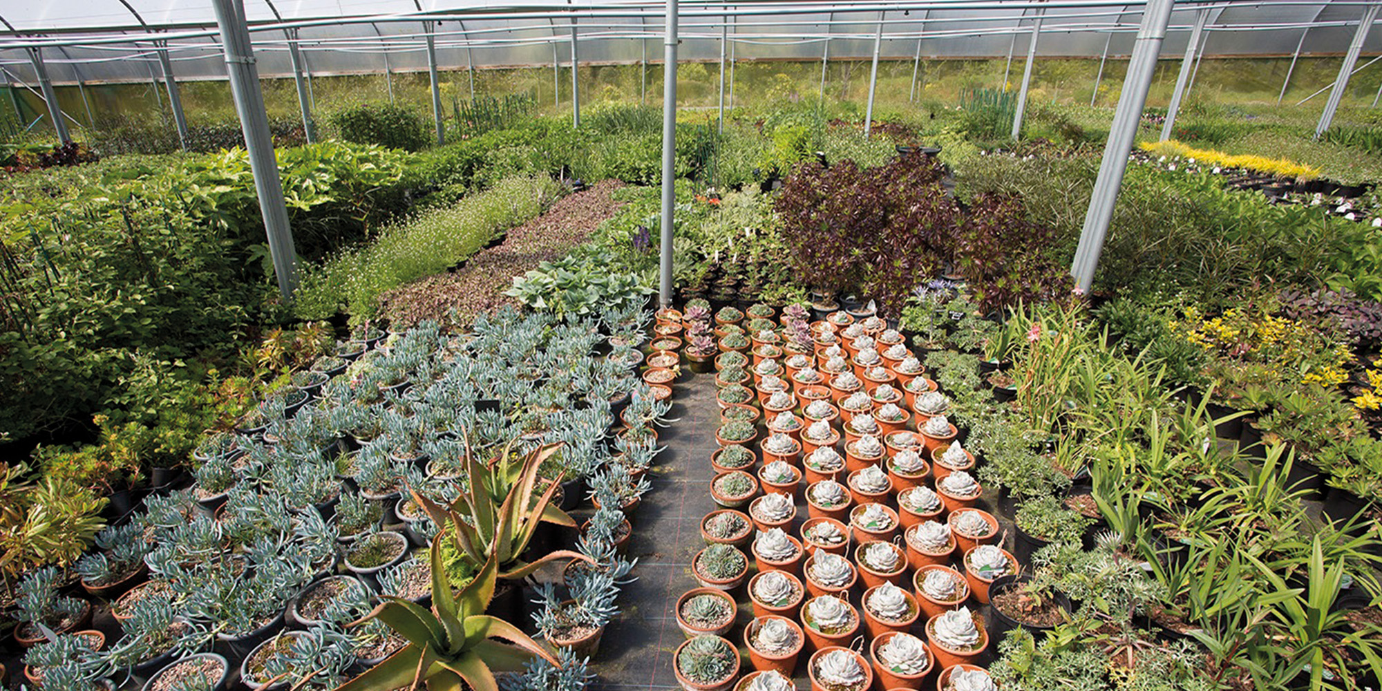gardens at Trevena Cross Nurseries Cornwall Living
