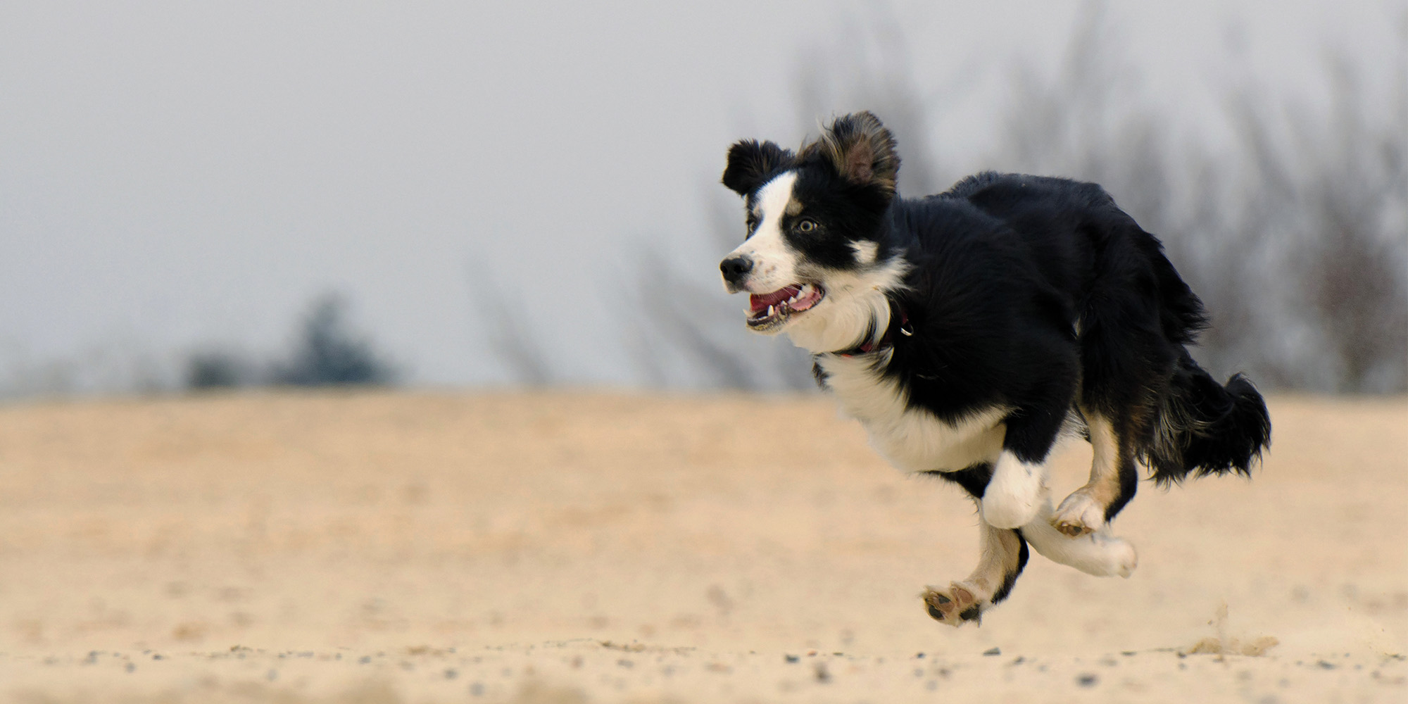 5 of the best year round dogfriendly beaches Cornwall Living