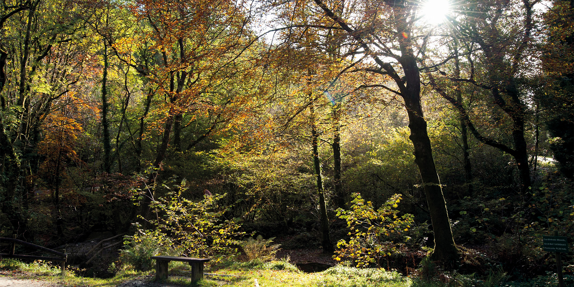 Experience a wild wander at Cardinham Woods Cornwall Living Experience a wild wander at Cardinham Woods Cornwall Living