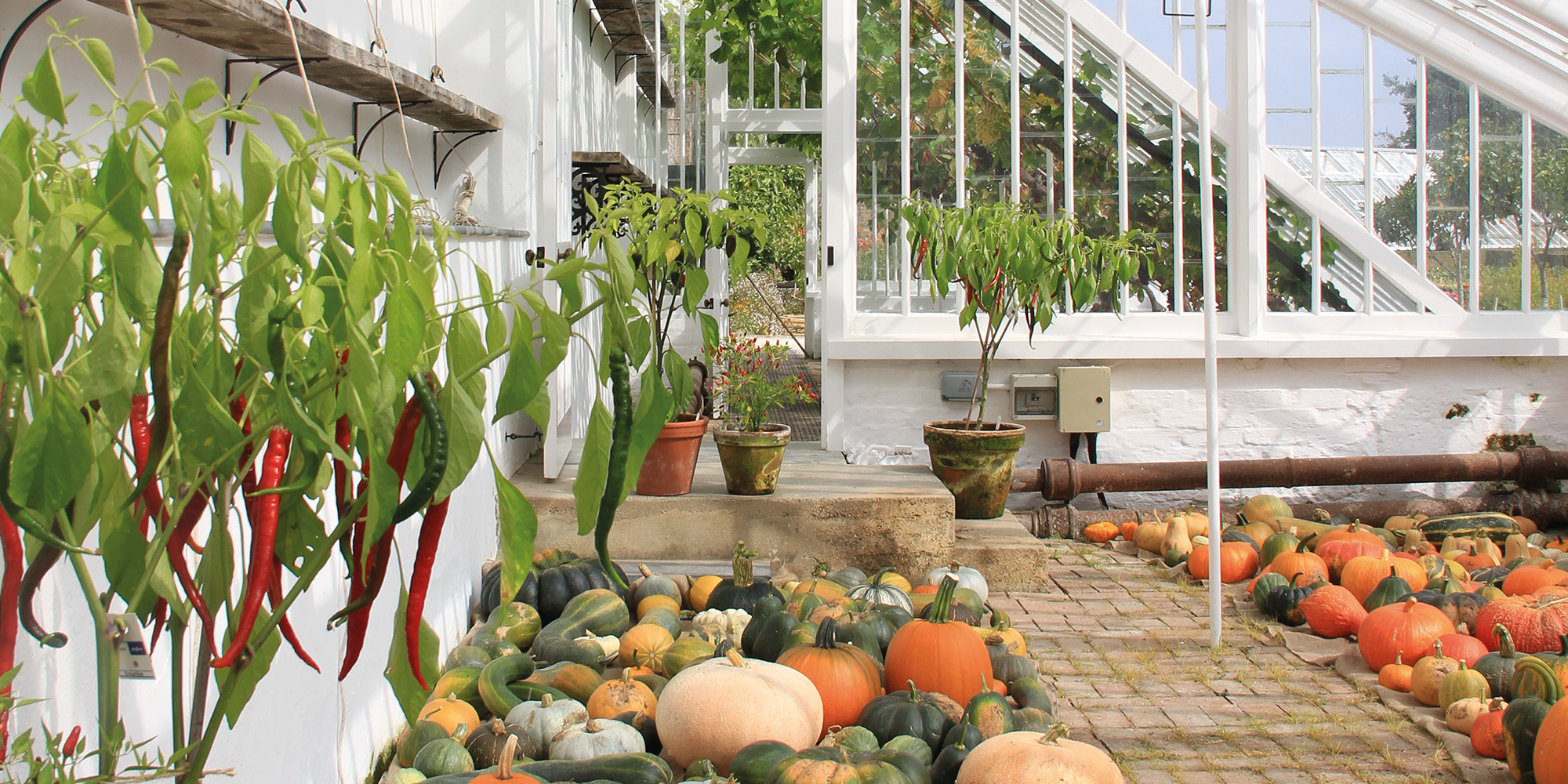 A restorative journey at the Lost Gardens of Heligan Cornwall Living