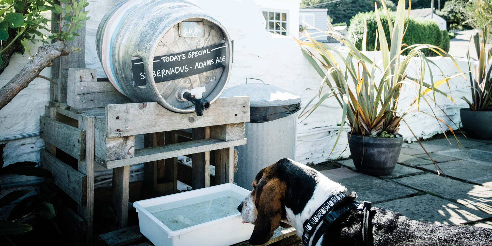 Experience a dogfriendly stay at Driftwood Spars Cornwall Living
