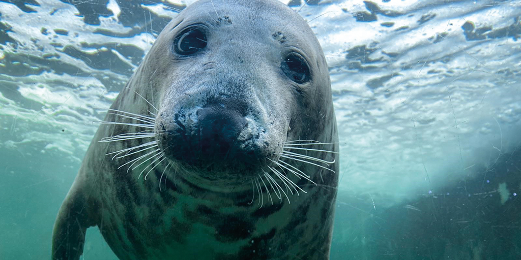 Fixed up for freedom at the Cornish Seal Sanctuary | Cornwall Living