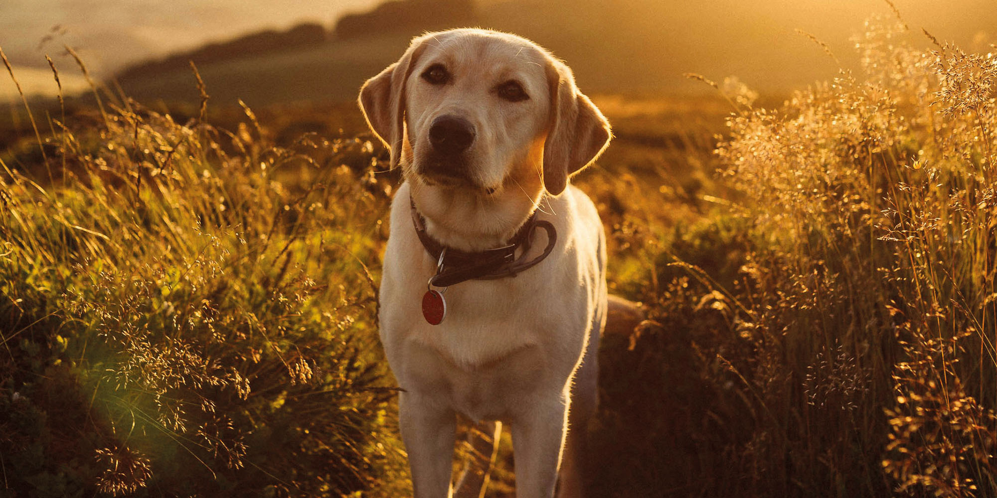 10 of the best dog walks in Cornwall | Cornwall Living