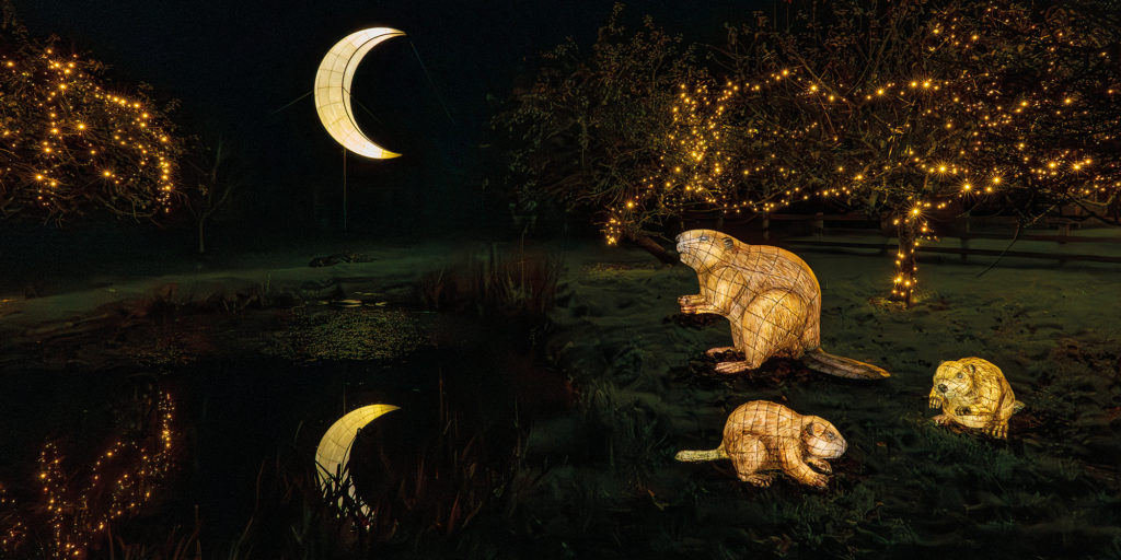 Discover a world illuminated at the Lost Gardens of Heligan