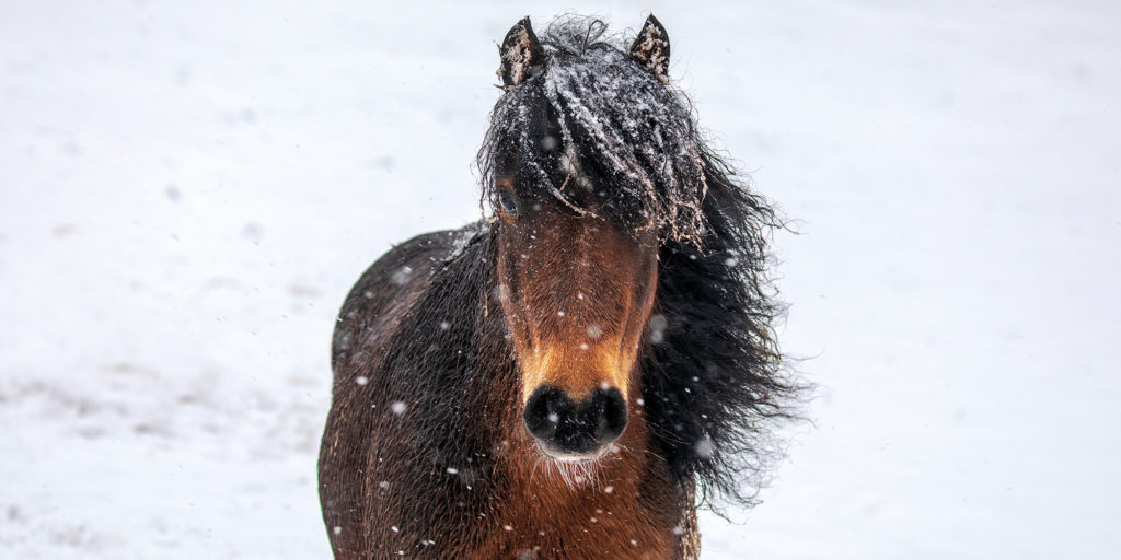 Horse in the snow. Credit Emma Jacobs and RSPCA