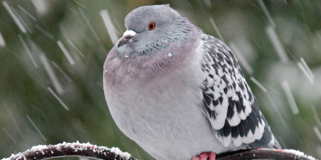 Pigeon in the snow. Feral Pigeon Single adult perching on fence with falling snow Winter, St James Park, London, UK RSCPA