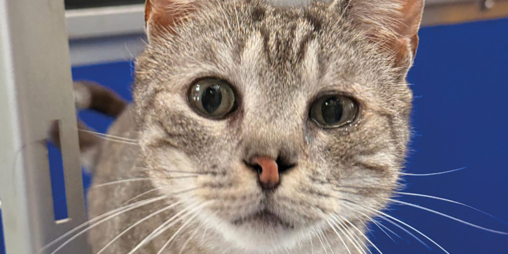 Close up of a grey tabby cat at NAWT Cornwall, showing one of the rescued animals cared for by the centre before rehoming.