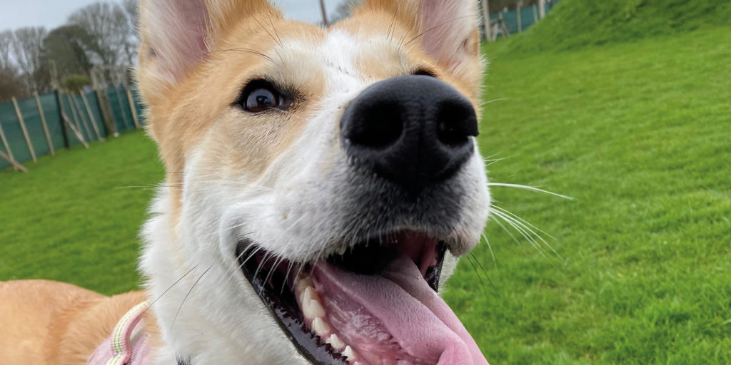 Close up of a happy dog standing on grass at NAWT Cornwall, reflecting the care and second chance offered to animals waiting for new homes.