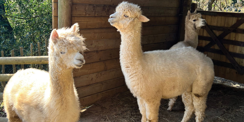 Three alpacas standing in a wooden shelter, with sunlight falling across their pale wool.